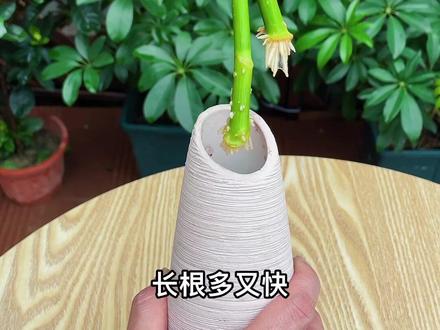 修剪下来的枝条可以水培扦插#爱生活爱养花 #花卉绿植 #扦插