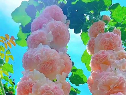 这些花的花语你感觉哪种最好听#花的世界很美 #花语 #科普 #鲜花