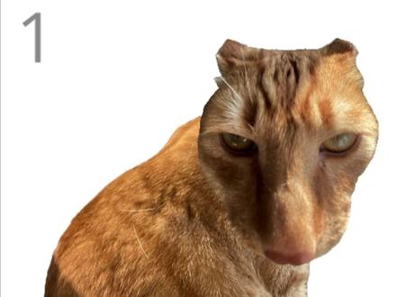 “你惊动了猫” #游戏 #猫猫梗图 #神经