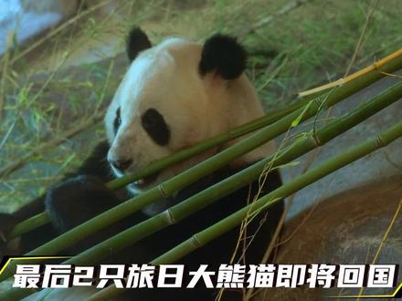最后2只旅日大熊猫即将回国
