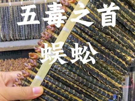 每天认识一味中草药#五毒之首#蜈蚣##中药材