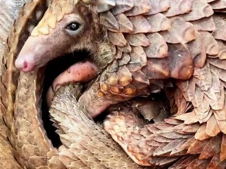 请保护穿山甲!我没吃过它 也没见过它 但是我就想救救它! #穿山甲#保护动物 #动物世界 #涨知识 #科普