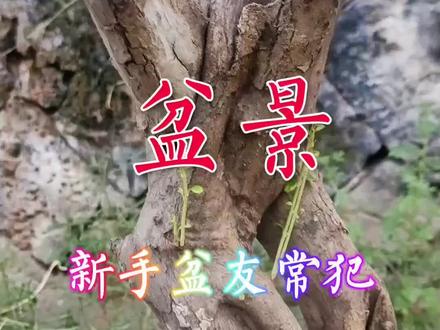 盆景不注意常犯的七个误区#种植小技巧 #盆景制作 #一花一草一世界 #植物 #博兰盆景 @创作灵感小助手 @抖音创作者中心 @巨量创意 @抖音创作者大会
