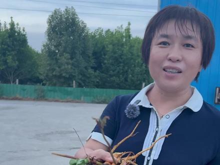 #抖音乡村生活家 在农村这种泛滥成灾的草叫土大黄,也叫野菠菜,很少人知道它的作用,人参杀人无过,大黄救人无功,但是土大黄加一点白醋可解决您的大烦恼!#新农人计划2023 #农村生活 #农村原创视频 #上热门