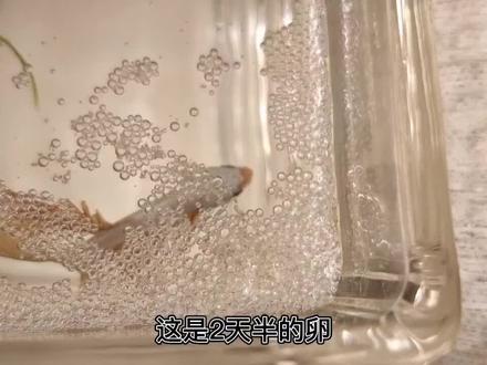#斗鱼繁殖 手把手教你繁殖斗鱼哦