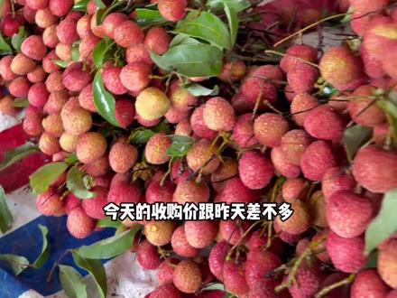 今天收购价和昨天差不多,要量大的老板还是要一周后才能安排上#荔枝#荔枝成熟了 #无荔枝不夏天 #白糖罂荔枝 #妃子笑荔枝