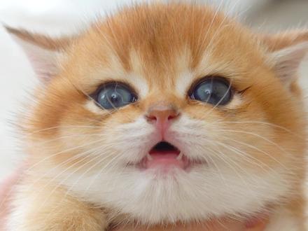 揭秘!自带眼线的小猫咪,最后也太可爱了吧~#治愈猫咪 #小奶猫的成长日记 #可爱到爆炸💥