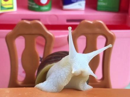 今天就吃点豆沙糊糊吧! #蜗牛 #白玉蜗牛 #萌宠