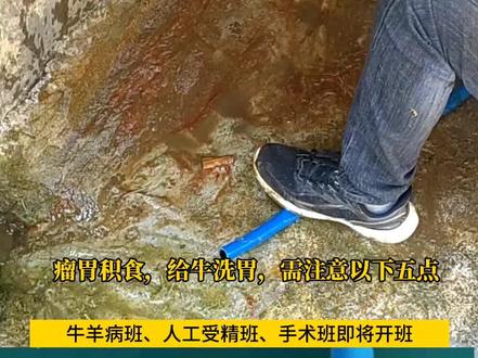 牛瘤胃积食,洗胃需注意五点。#养牛 #肉牛养殖#兽医 #农村养牛