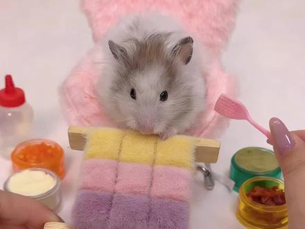 鼠鼠我呀吃到“彩虹霉豆腐”啦!! #宝贝你是我最好的情人节礼物#过个抖音新轻年#宝贝年味企划#万物可爱计划 #蔡可爱爱仓鼠