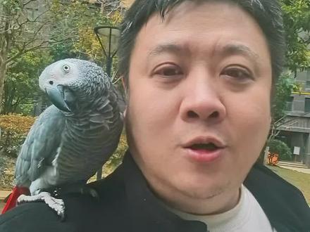 和尚鹦鹉现在一直在降,有期待值的不妨再等等#手养鹦鹉 #新手养鹦鹉 #和尚鹦鹉 #鹦鹉日常