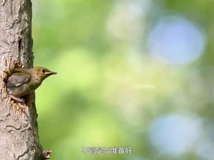 蓝翅黄森莺(中):住在水潭中央的高树上,谁也捉不到 #动物世界 #蓝翅黄森莺 #抖音硬核版