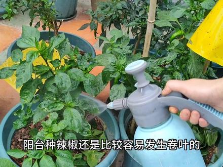 第二批种的辣椒又卷叶,还是用老方法处理下,经过两年实践真实有效