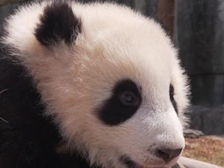 🐼我,曼兰仔~
💪甘肃首只人工繁育大熊猫
🥰兰野团宠,一眼就心动
奶爸奶妈暖心守护,伴我快乐成长
#兰州野生动物园 #黄河兰遇兰州浪起