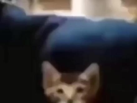 “谢谢你,我阴暗世界里的小太阳”#猫 #万恶之源 #meme #精神状态良好 #谢谢你我阴暗世界的小太阳