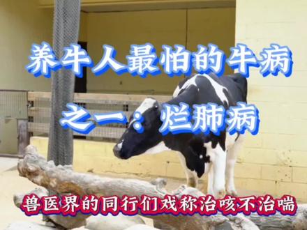 养牛人最怕牛肺疫,我们该如何处理呢?#科学养牛 #养牛技术 #每天分享牛羊养殖小知识