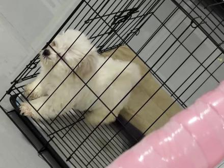 这个方法已见效 #萌宠出道计划 #动物的迷惑行为 #比熊 #幼犬训练 #狗狗乱叫