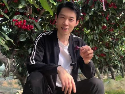 烟台大樱桃,国产更好吃更新鲜#樱桃 #国产车厘子大樱桃