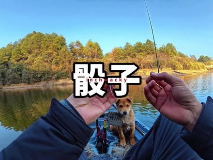 inchwacky钩,骰子软饵#路亚鲈鱼 #直柄精细 #厚大溪