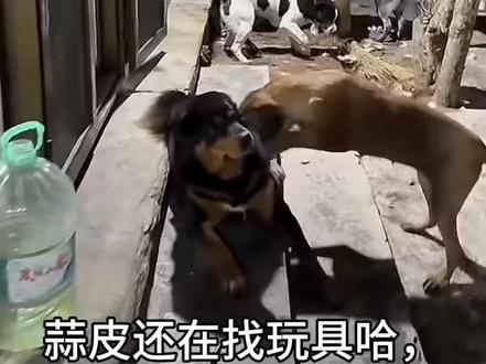 男明星这个执着 骏良这一顿帮忙 大海猪这一顿凑热闹#骏良 #蒜皮 #小宝