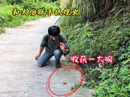 和大伯进山联手抓蝗虫,收获了一大碗,柴火炒熟了香脆爽口真好吃 #我的乡野山居生活