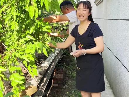 给闺女收拾房间,无意中发现窗外有棵桑葚树,这真是纯天然无公害的,桑葚就是小了点,不过吃着还挺甜。#桑葚树 #摘桑葚 #农村记录生活 #2026新农人计划