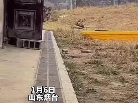 400斤东北虎竟然如此呆萌,和饲养员玩“123木头人”,“每天能吃20斤肉”。1