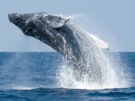 来自大海深处的声音 座头鲸的歌声#自然探秘