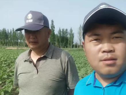 这位老哥今年种葵花1300亩,目标最低卖14/kg,亩产260kg以上,你觉得能实现吗@新疆三瑞(葫芦、食葵高产专家)