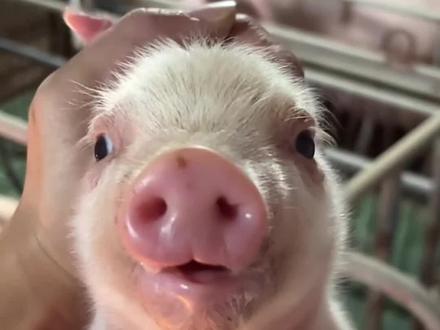 别被小时候骗了!这13种动物长大后的样子,判若两“兽”!#动物科普 #神奇动物在抖音 #动物世界