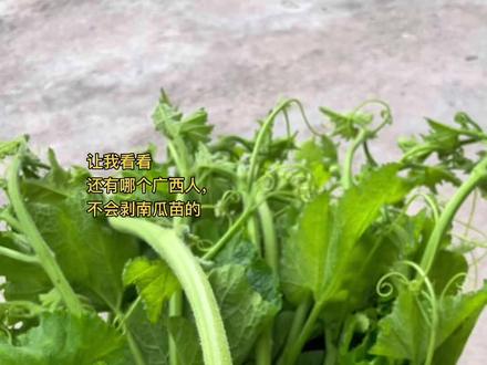 大家都学会剥瓜苗了吗#南瓜苗#剥南瓜苗#绿色蔬菜 #英科手套