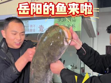 给大家看看我们店的鱼到底是从哪里来的?有岳阳大湖的还有水库的。新鲜看得见!#吃鱼 #常德美食 #附近美食