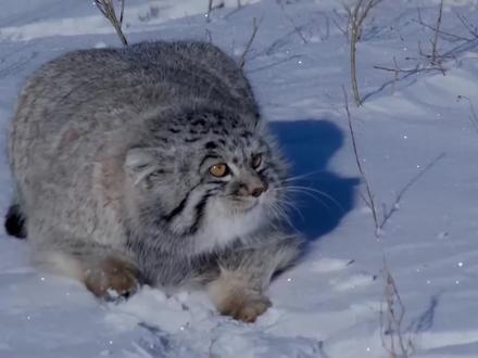 这个腿短肉多的家伙,叫兔狲#动物世界 #动物解说