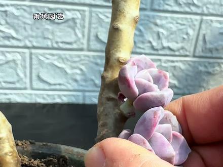 春天多肉爆芽的季节,这样操作会收获好多多肉#多肉植物 #爱生活爱养花 #种植小技巧
