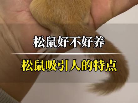 松鼠好养活吗?为什么会被推荐饲养当做宠物?#养宠知识 #宠物知识 #宠物冷知识 #宠物科普