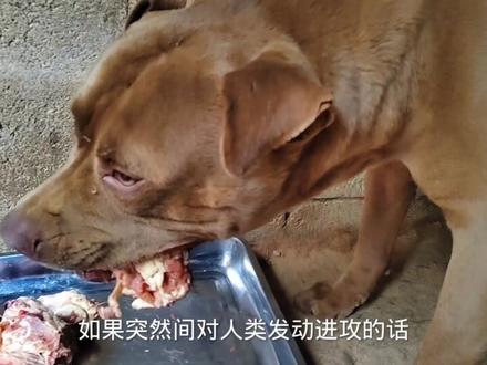 成年壮汉打的过斗犬比特犬,比特犬发怒后果严重