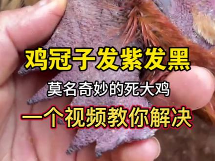 鸡冠子发黑发紫,莫名奇妙伤大鸡,分享个方案,一招教你搞定,#农村创业养殖 #农村散养土鸡 #走地鸡 #抖音养鸡人 #新农人2024