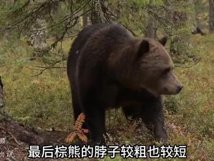 东北虎对公棕熊谁是赢家