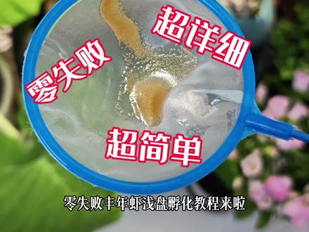 超简单,小白也能零失败的浅盘孵化丰年虾超详细教程来啦!这个方法已经过我多次验证,每一次孵化都非常成功,可以放心操作。赶紧动手给自己的小鱼孵化新鲜有营养的活体丰年虾吧!#丰年虾孵化教程 #浅盘孵化丰年虾 #丰年虾孵化 #养鱼经验分享 #种草激励计划