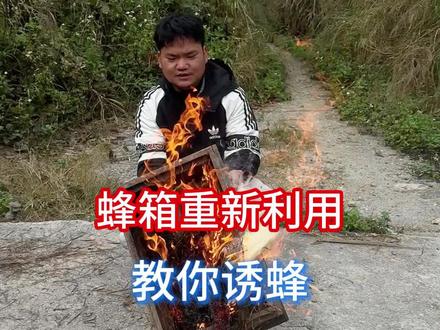 第14集|把家里面的旧蜂箱利用起来 教你正确诱蜂#诱蜂 #蜜蜂 #分蜂季
