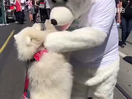 #萌宠 #萨摩耶 #动物成精 #可爱 #爆笑 #开心 #宠物 萨摩耶疯狂拥吻北极熊先生,终于遇到自家亲戚啦