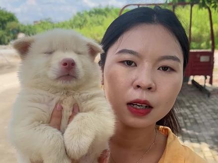 纯种土松应该什么样!#白土松#土松#土松犬