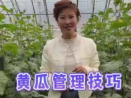 黄瓜种植记住5个管理技巧,让你种的黄瓜病害少结果多产量高#种植小技巧 #农技知识分享 #黄瓜种植 #传播农业小知识 #学种菜