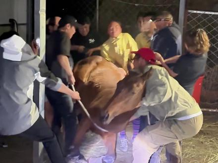 断腿小马的第二百天:治疗的最新进展! 距离小马骨折,已经过去了两百多天,
在主人的照料下,小马即将迎来自己的本命年。
目前小马的新假肢正在制作中,如果你也愿意为复苏的康复出一些力,可以联系主人阿兰@Zilale (自驾领队) 最后,祝大家与马年快乐!
#青年创作者成长计划 #马 #伊犁 #马骨折 #新疆