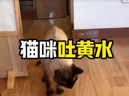 猫咪吐黄水怎么办? 🟡 禁食观察:先停食停水4-6小时,让肠胃休息(幼猫/病猫先问宠医!)🟡 喂舒缓食物:恢复后给“温水泡软的猫粮+益生菌”,少量多次!🟡 梳毛+化毛膏:每天梳毛,定期喂化毛膏/猫草助排毛球🌿🟡 保持环境清洁:收好异物、有毒植物,避免误食!#猫咪呕吐 #猫咪吐黄水 #新手养猫 #猫咪吐食物 #猫咪