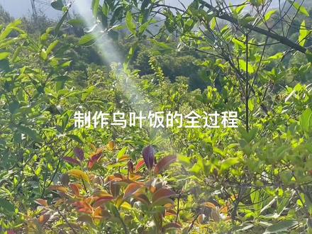 乌叶有消肿止痛、活血化瘀、熄风止津、益精气、强筋骨、明目等功效。真材实料才能做出好味道 。