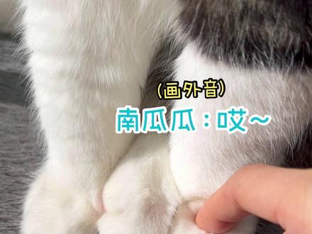 我没喊爹😒,答应个啥…#猫爪控