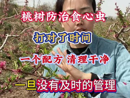 桃树防治食心虫 打对了时间 一个配方打干净#桃树管理#虫害防治#食心虫#果园管理 #农业种植技术