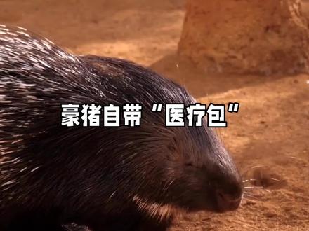 豪猪刺的秘密揭秘:不是射出,而是自带“脱刺术”