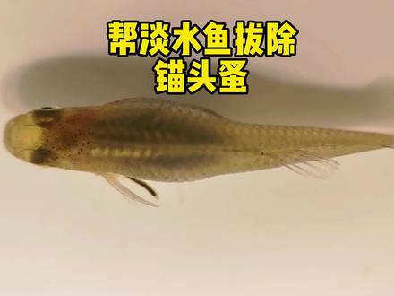 帮淡水鱼拔除锚头蚤 #寄生虫 #锚头蚤 #重新认识地球